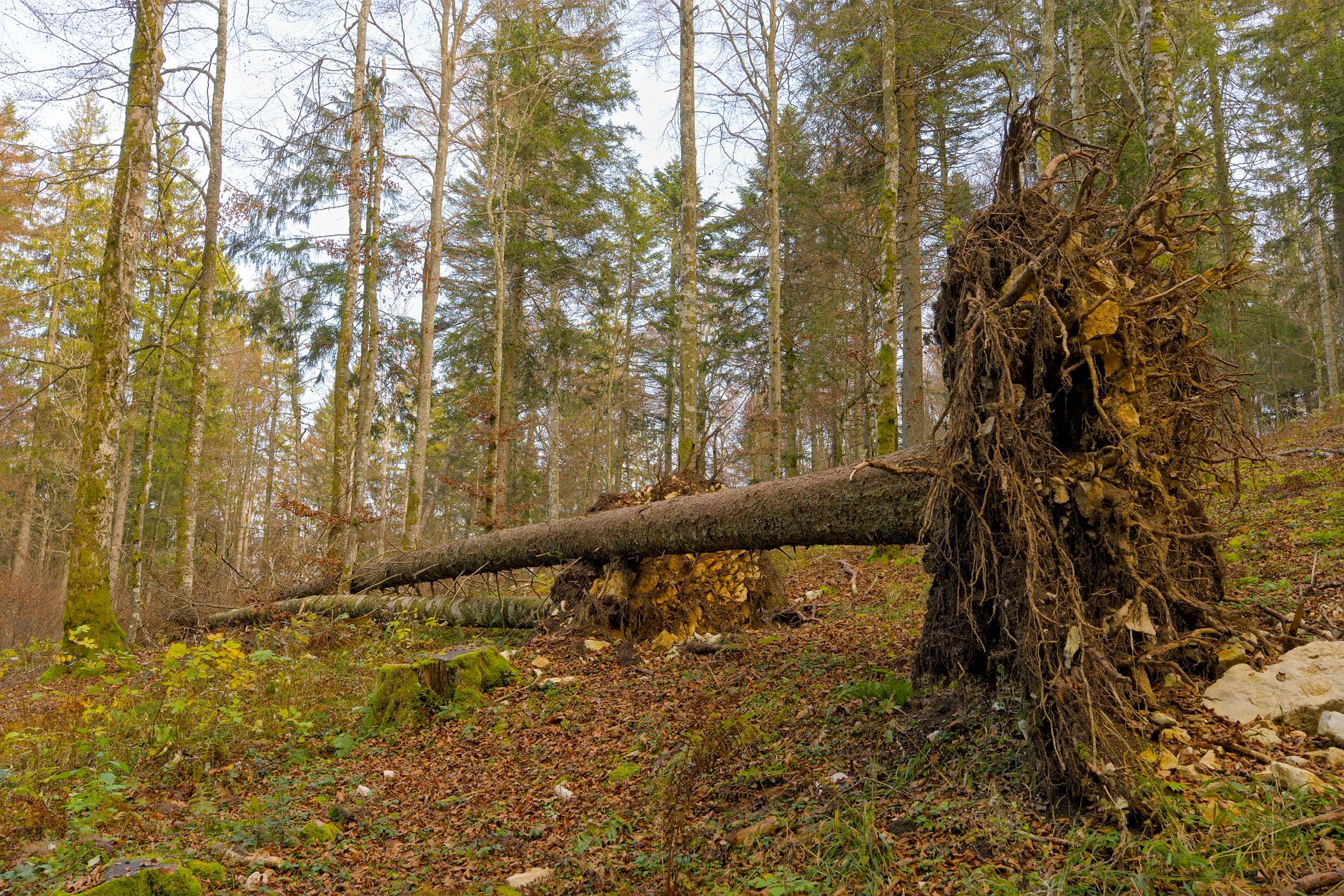 Enlèvement arbre urgence à Kourou